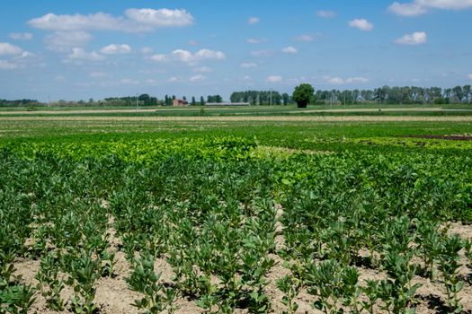 Organico di diritto e di fatto: guida alla gestione delle cattedre
