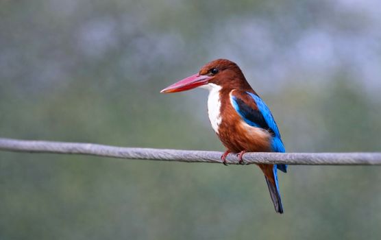 Voti bassi agli esami? Il polline può influenzare le prestazioni